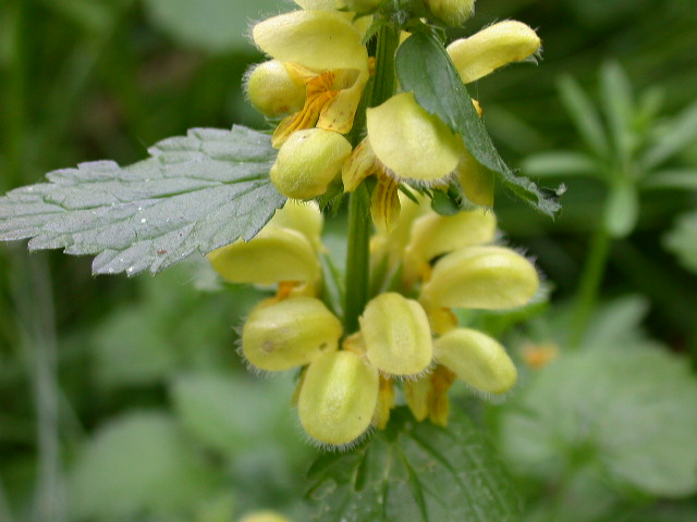 Lamium galeobdolon / Ortica morta gialla